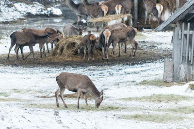 Horses in a snow