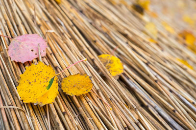 High angle view of yellow flowering plant on table