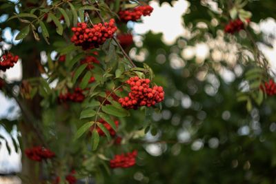 Close-up of red berries on plant