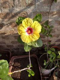 Close-up of yellow flower blooming outdoors