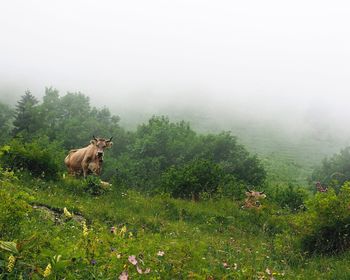 Cows on field against sky during foggy weather