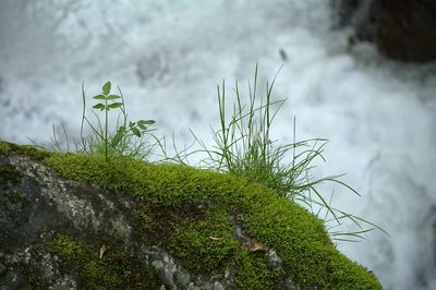 Close-up of moss on rock at myra falls