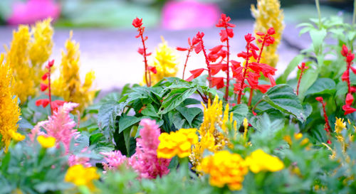 Close-up of flowering plants