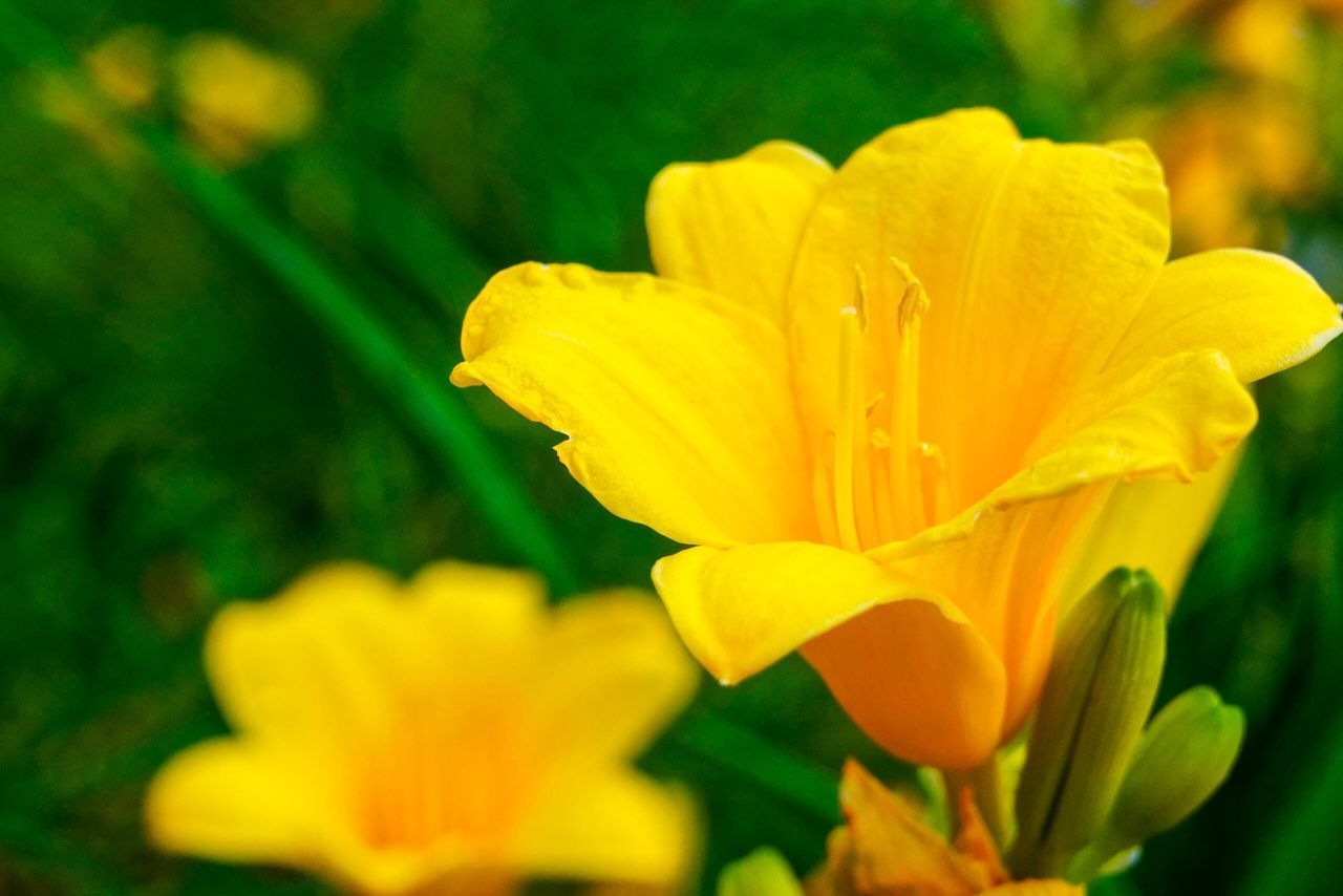 CLOSE-UP OF YELLOW FLOWER BLOOMING IN PARK