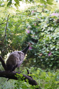 Bird perching on a tree