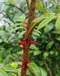 Close-up of red flowers