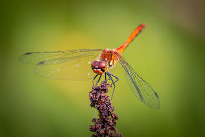 Close-up of dragonfly on dry plant