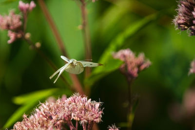 Close-up of insect on flower