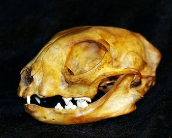 Close-up of animal skull against black background