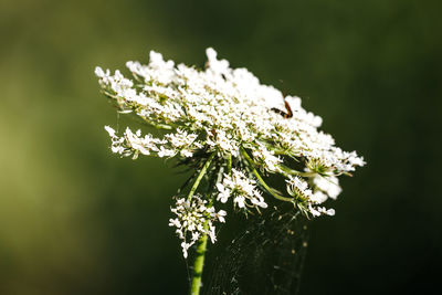 Close-up of white flowering plant