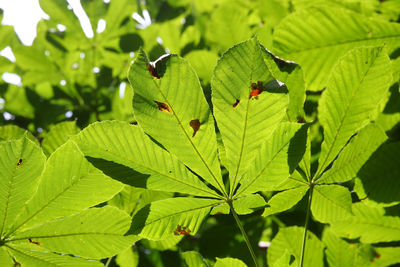 Close-up of insect on leaves
