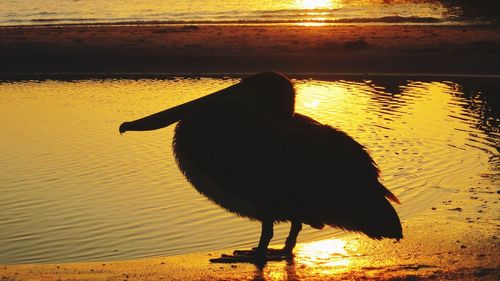 Close-up of silhouette bird against lake during sunset