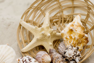 High angle view of seashells on table