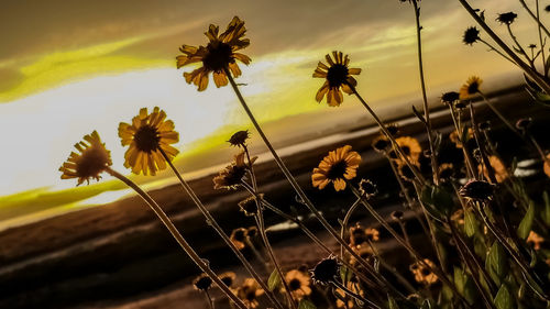 Close-up of flowering plants during sunset