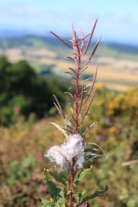 Close-up of plant against blurred background