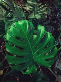 High angle view of succulent plant on field