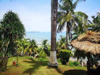 Palm trees by sea against sky