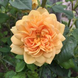 Close-up of flower blooming outdoors