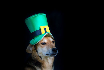 Close-up portrait of a dog over black background