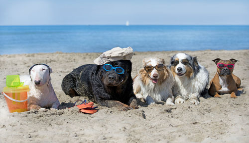 Dogs wearing sunglasses while sitting on sand at beach during summer