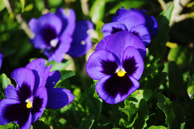 Close-up of purple flowering plants