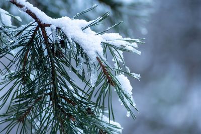 Close-up of pine tree branch during winter