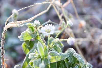 Close-up of frozen plant