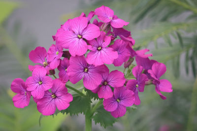 Close-up of pink flowering plant