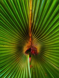 Full frame shot of palm leaf