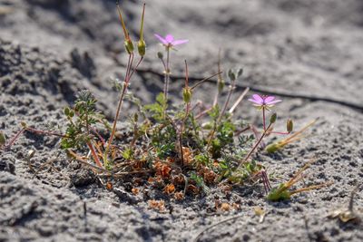 Close-up of small plant growing on field