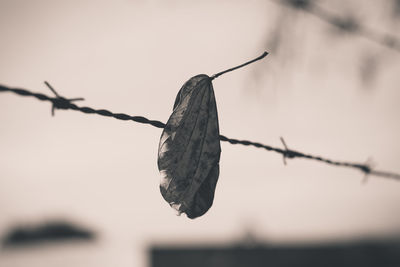 Close-up of barbed wire