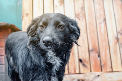 Black dog in an aviary against a board wall