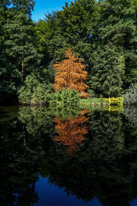 Reflection of tree in lake