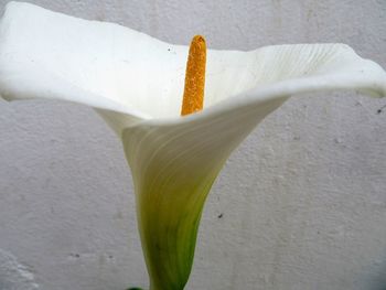 Close-up of white flowers