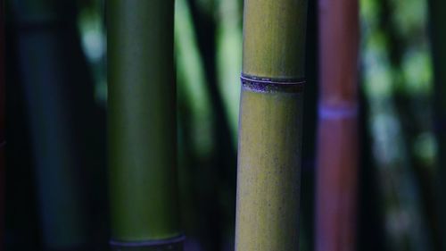 Close-up of bamboo outdoors