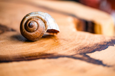 mollusk