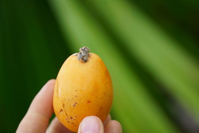 Close-up of hand holding orange fruit