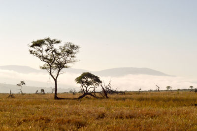 Trees on field against sky