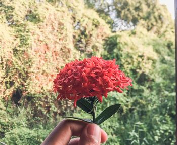 Close-up of hand holding red flowering plant