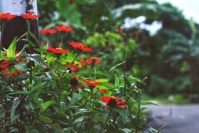 Close-up of red flowering plant