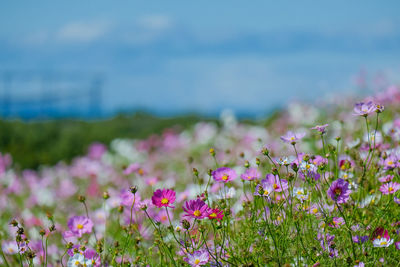 Close-up of pink flowering plants on field