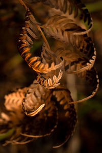 Close-up of leaves on plant