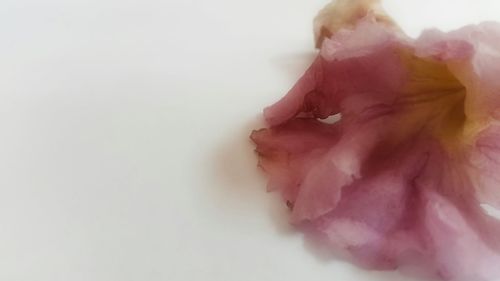 Close-up of pink rose over white background