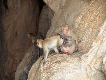 Two dogs on rock