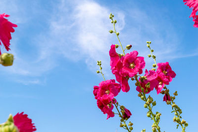 Low angle view of pink cherry blossom against sky