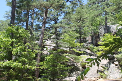 Trees and plants in forest