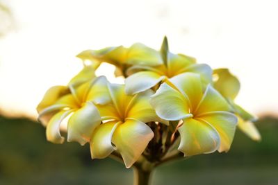 Close-up of yellow flowering plant against sky