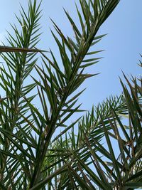 Low angle view of palm tree against clear sky