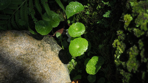 Close-up of green leaves on tree trunk