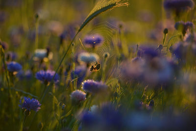 Close-up of flowering plants on field